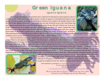 Green Iguana Green Iguana