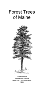Forest Trees of Maine - Natural Resources Council of Maine