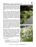 Hameln Grass - Pennisetum alopecuroides `Hameln`