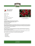 Black Jade Rose - Garden Supply Co