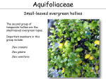 Aquifoliaceae