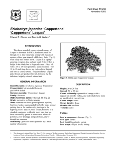 Eriobotrya japonica `Coppertone`