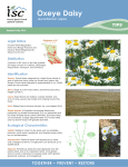 Oxeye Daisy - Invasive Species Council of British Columbia