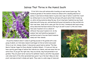 Salvias That Thrive in the Humid South