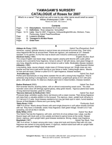 YAMAGAMI`S NURSERY CATALOGUE of Roses for 2007