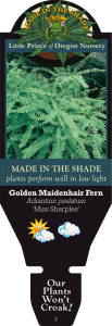 MADE in the SHADE - Little Prince of Oregon