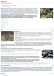Manzanita - Wikipedia, the free encyclopedia