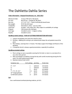 The Dahlietta Dahlia Series