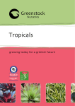 Tropicals - Greenstock Nurseries