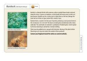 Burdock is a biennial thistle with numerous white or purple flower