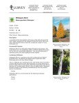 Whitespire Birch - Lurvey Landscape Supply