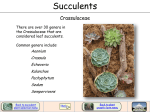 Succulents