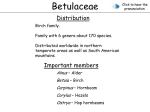 Betulaceae