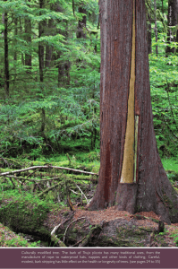 Thuja plicata - International Dendrology Society