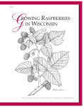 Growing Raspberries in Wisconsin (A1610)