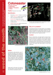 Cotoneaster June 2004 Information about Cotoneaster Published