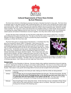Cultural Requirements of Hono Hono Orchids By Scot Mitamura