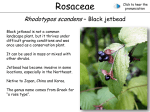 Rosaceae