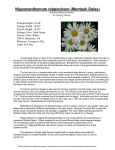 Nipponanthemum nipponicum (Montauk Daisy)