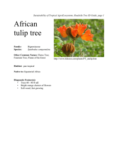 African tulip tree