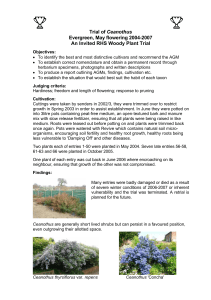 Trial of Ceanothus - Royal Horticultural Society