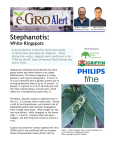 Stephanotis: Tomato Spotted Wilt Virus