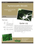Hymenocallis littoralis - foliage landscapes pty ltd