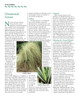 Ornamental Grasses