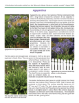 Agapanthus - Master Gardener Program