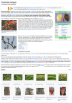 Terminalia catappa - Wikipedia, the free