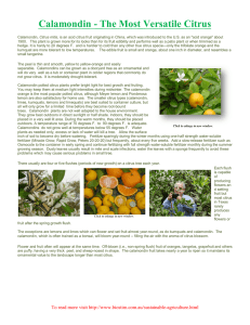 Calamondin - The Most Versatile Citrus