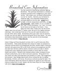 Bromeliad Care Information