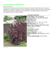 Pseuderanthemum atropurpureum (Purple Croton) Size/Shape
