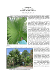 Corypha umbraculifera - Palm Beach Palm and Cycad Society