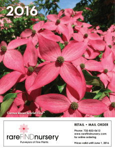 RETAIL • MAIL ORDER Cornus kousa Scarlet