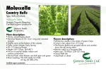 Moluccella - Genesis Seeds Ltd.