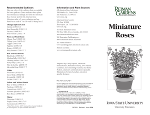 Miniature Roses - Extension Store