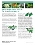 Viburnums: Ideal Shrubs for Iowa Landscapes