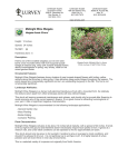 Midnight Wine Weigela - Lurvey Landscape Supply