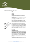 Fact sheet - Tristaniopsis laurina / Water Gum