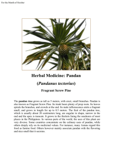 Herbal Medicine: Pandan (Pandanus tectorius)