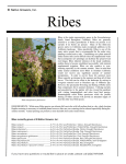 Ribes - El Nativo Growers