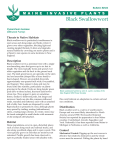 Black Swallowwort - Cooperative Extension