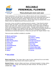 reliable perennial flowers