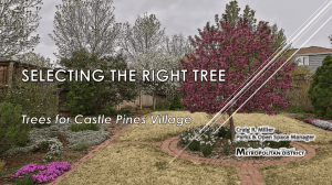 Selecting the Right Tree for Castle Pines Village