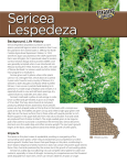 Sericea Lespedeza - Missouri Stream Team