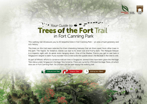 Heritage Trees at Fort Canning Park This walking trail will take you