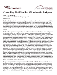 Controlling Field Sandbur (Grassbur) in Turfgrass