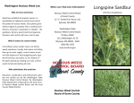 Longspine Sandbur - Noxious Weed Control Board of Grant County