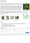 Geijera parviflora - Wikipedia, the free encyclopedia